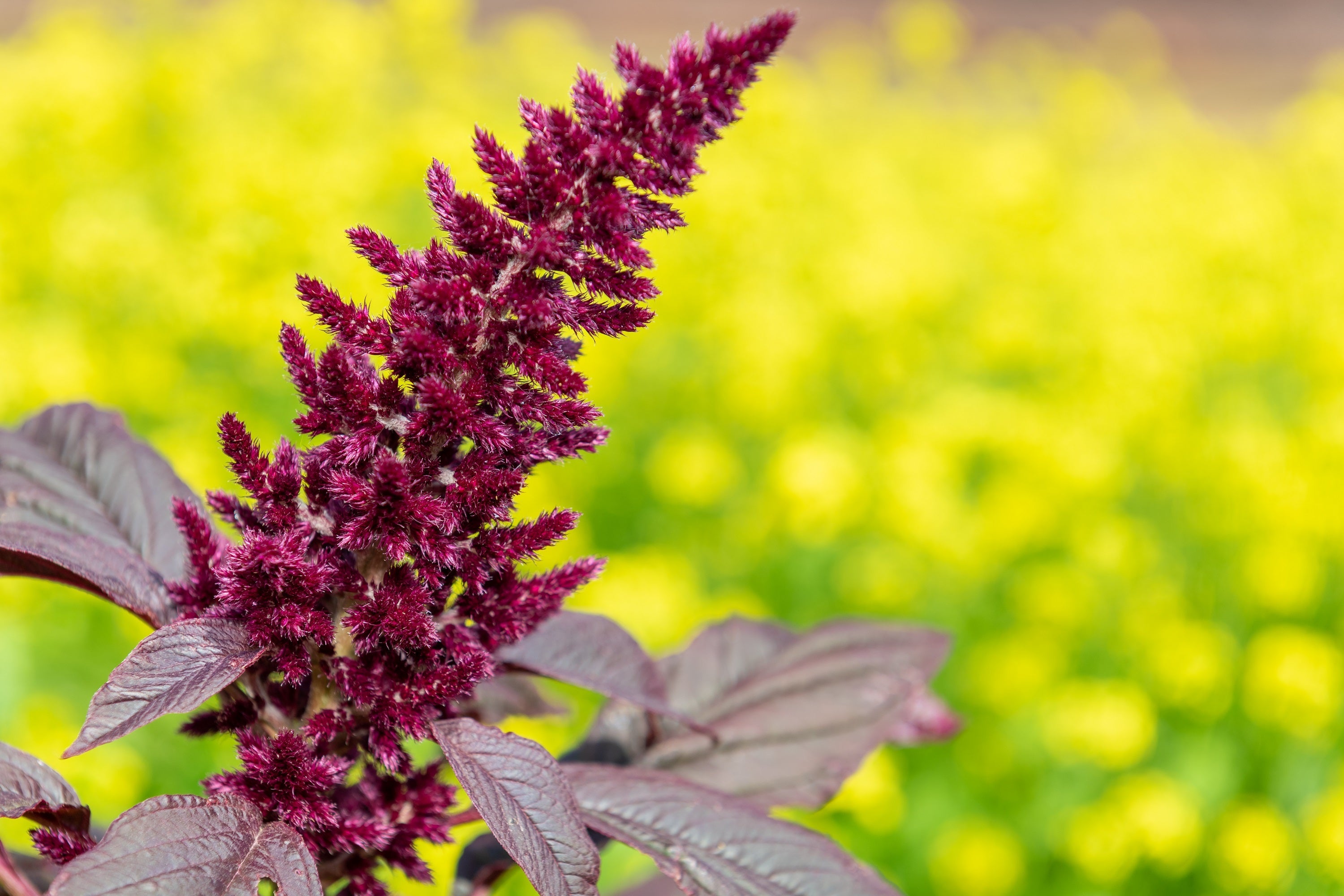 250 PRINCES FEATHER AMARANTHUS Cruentus Oeschberg Purple Red Flower Herb Seeds