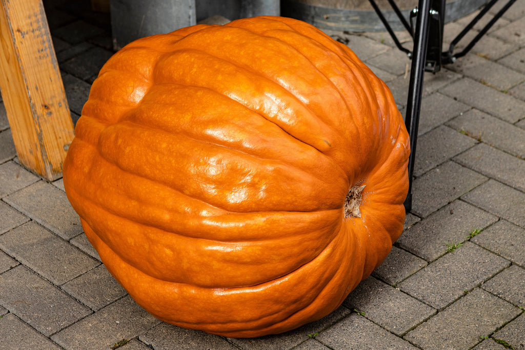 25 BIG MAX PUMPKIN Cucurbita Maxima Vegetable Seeds (Grow 100 pound pumpkins!)