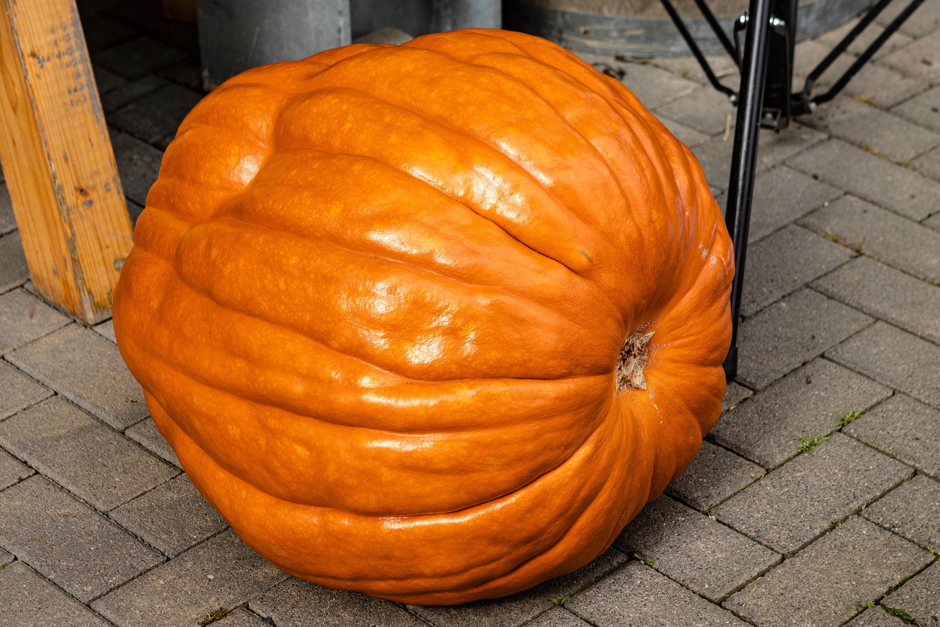 25 BIG MAX PUMPKIN Cucurbita Maxima Vegetable Seeds (Grow 100 pound pumpkins!)