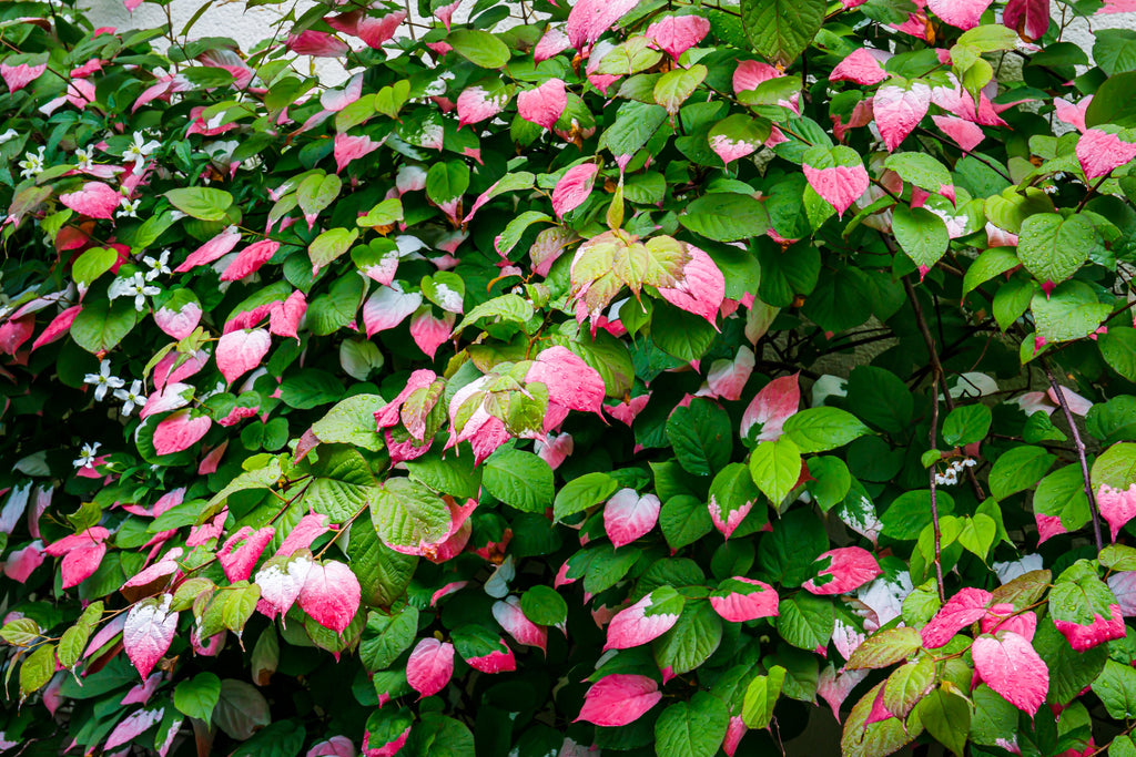 20 Variegated ARCTIC BEAUTY KIWI Fruit Edible Actinidia Kolomikta Vine Seeds