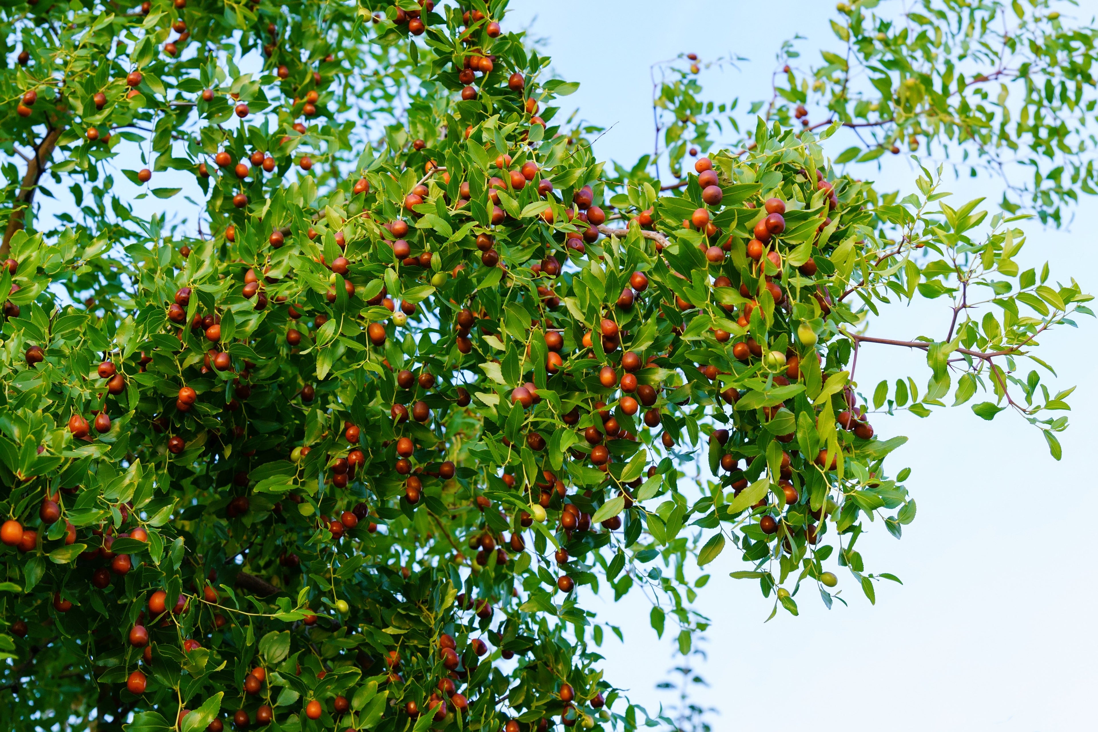 20 ASIAN DATE Jujube Ziziphus Spinosa Common Chinese Tsao Red Fruit Tree Seeds