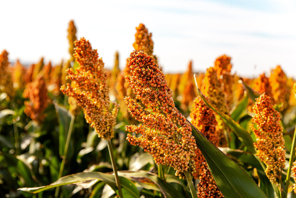20 Syrup ROX ORANGE SORGHUM Waconia Sugar Cane Bicolor Vegetable Grain Seeds