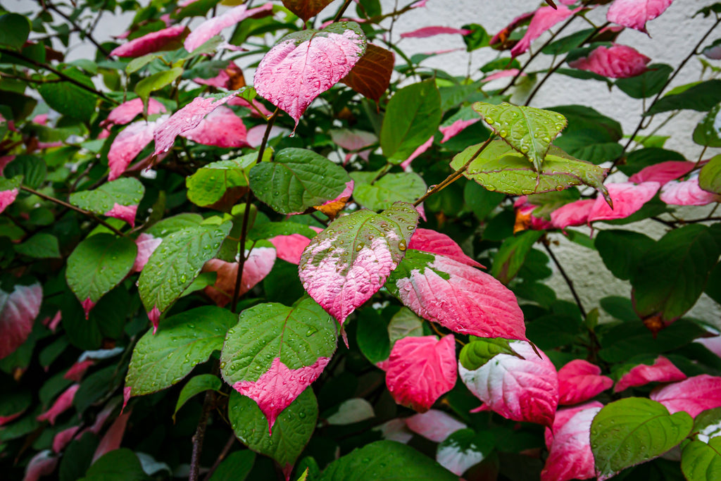 20 Variegated ARCTIC BEAUTY KIWI Fruit Edible Actinidia Kolomikta Vine Seeds