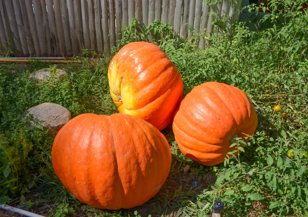 25 BIG MAX PUMPKIN Cucurbita Maxima Vegetable Seeds (Grow 100 pound pumpkins!)