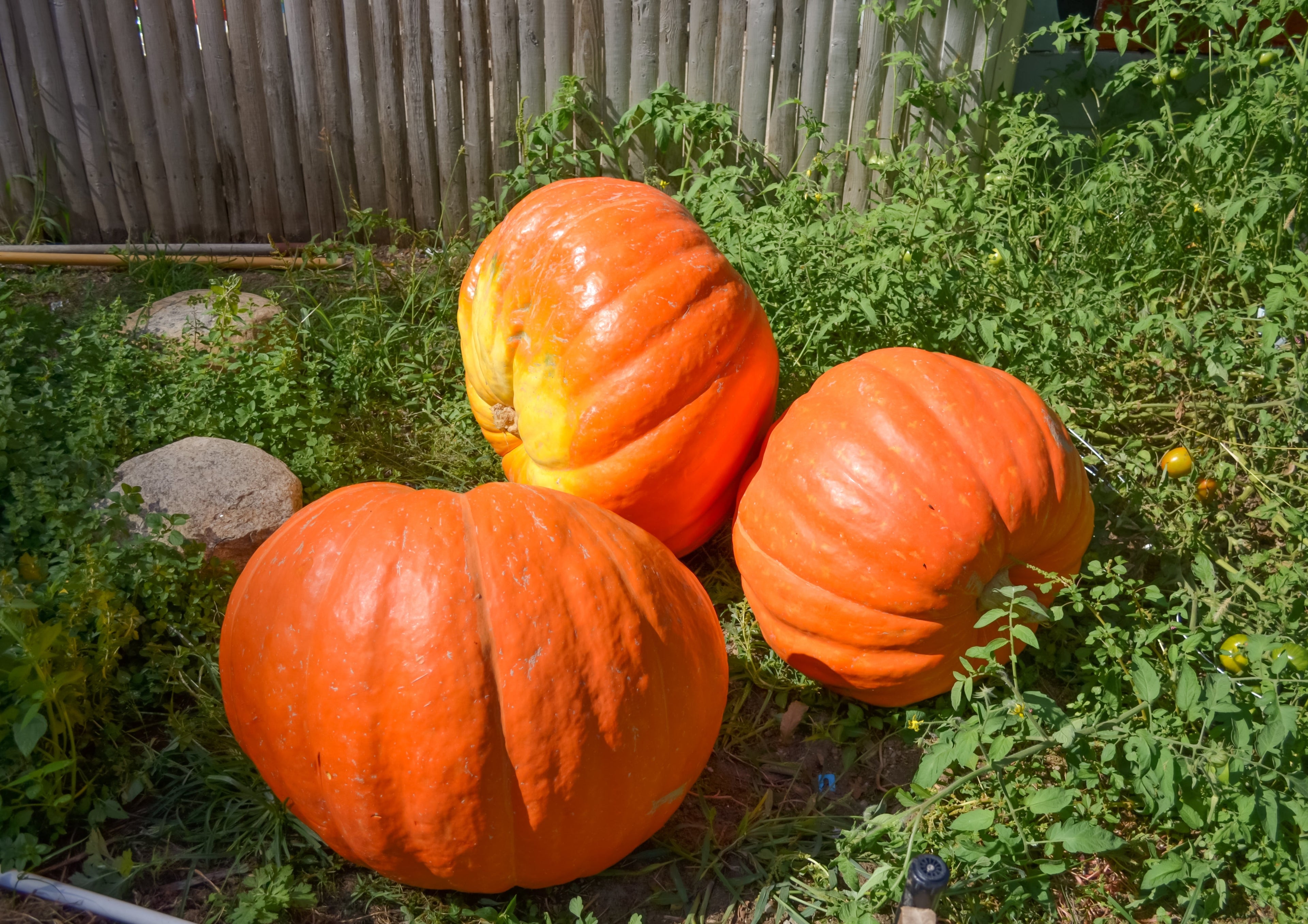 25 BIG MAX PUMPKIN Cucurbita Maxima Vegetable Seeds (Grow 100 pound pumpkins!)