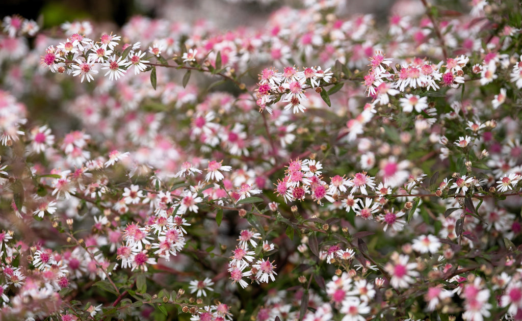 100 LADY In BLACK Calico ASTER Aster Lateriflorus Flower Seeds