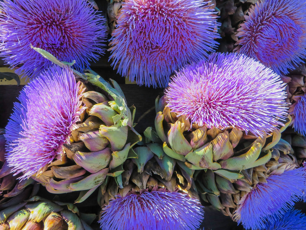 50 PURPLE ROMAGNA ARTICHOKE Italian Cynara Scolymus Flower Vegetable Seeds