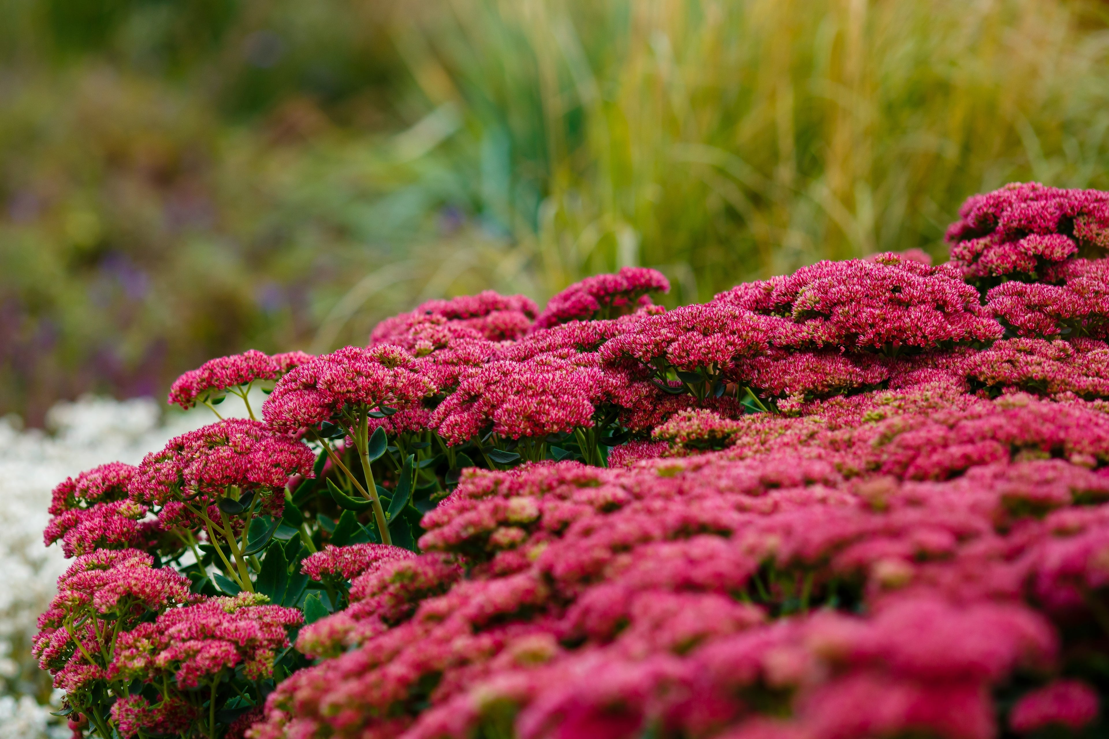 10 EMPEROR'S WAVE SEDUM Red Upright Telephium Succulent Stonecrop Flower Hylotelephium Seeds