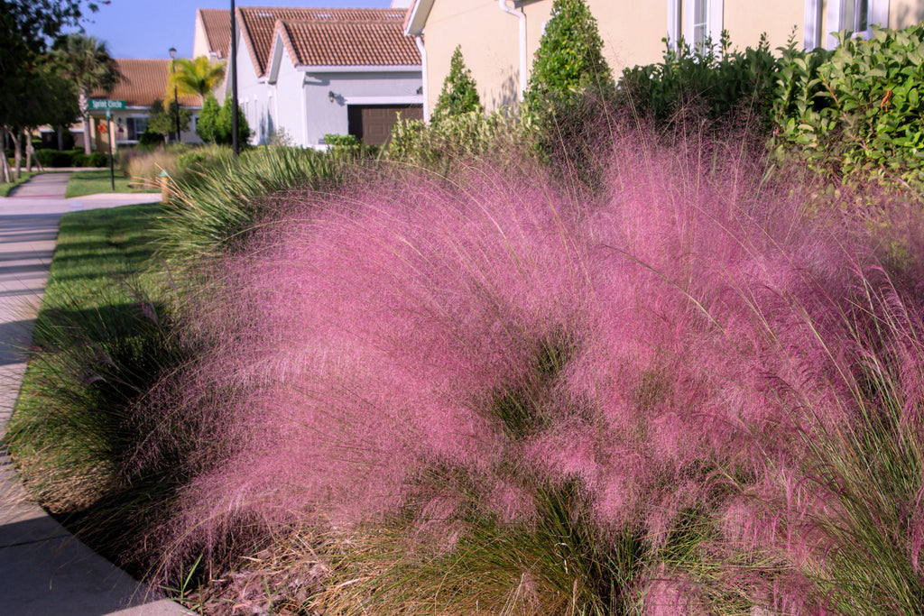 40 PINK MUHLY GRASS Cotton Candy Grass Muhlenbergia Capillaris Native Seeds