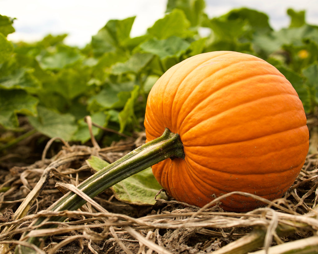 50 SPOOKIE PUMPKIN aka Deep Sugar Pie Pumpkin Cucurbita Pepo Vegetable Seeds
