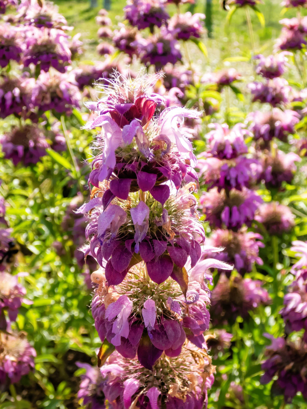 2000 BEE BALM Lemon MINT Monarda Citriodora Herb Purple Flower Seeds