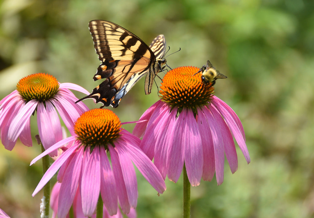 50 PINK BABY CONEFLOWER Echinacea Pallida Flower Seeds
