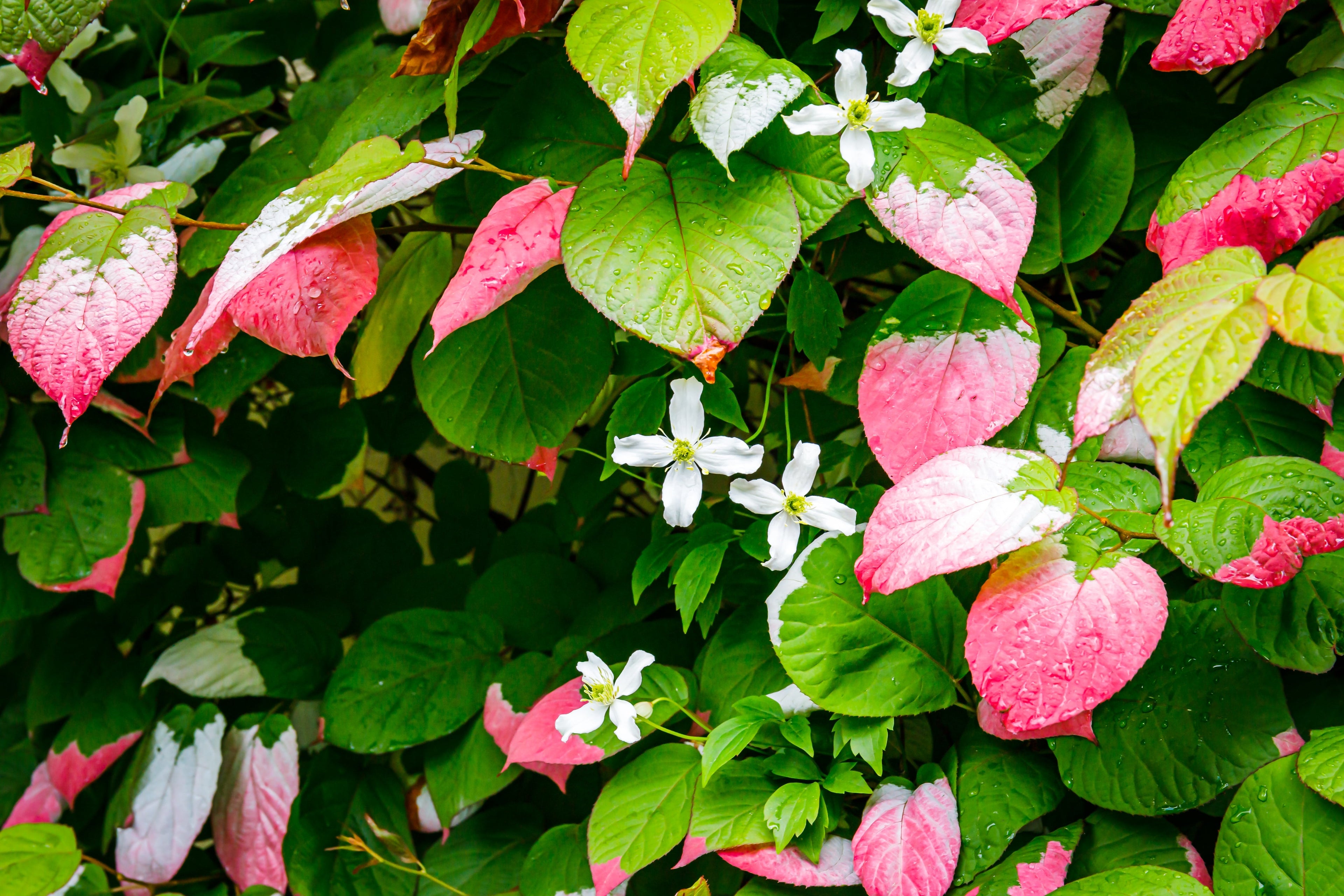 20 Variegated ARCTIC BEAUTY KIWI Fruit Edible Actinidia Kolomikta Vine Seeds