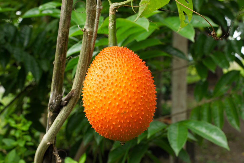 2 GAC FRUIT Gac Melon Vine Momordica Cochinchinensis Seeds