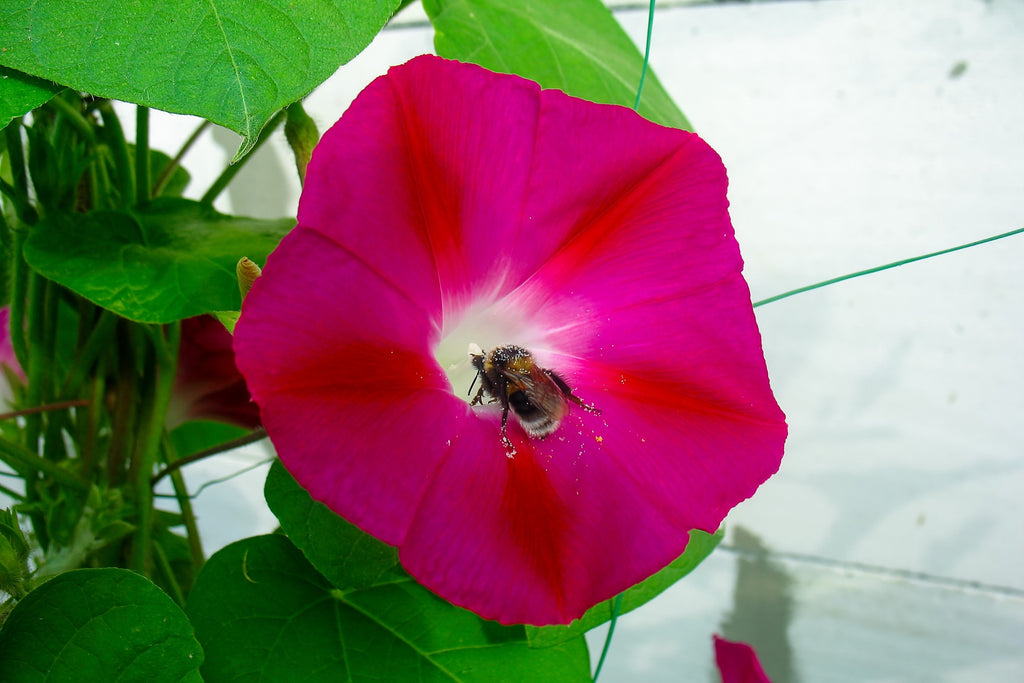 50 SCARLET O'Hara MORNING GLORY Red Ipomoea Nil Flower Vine Seeds