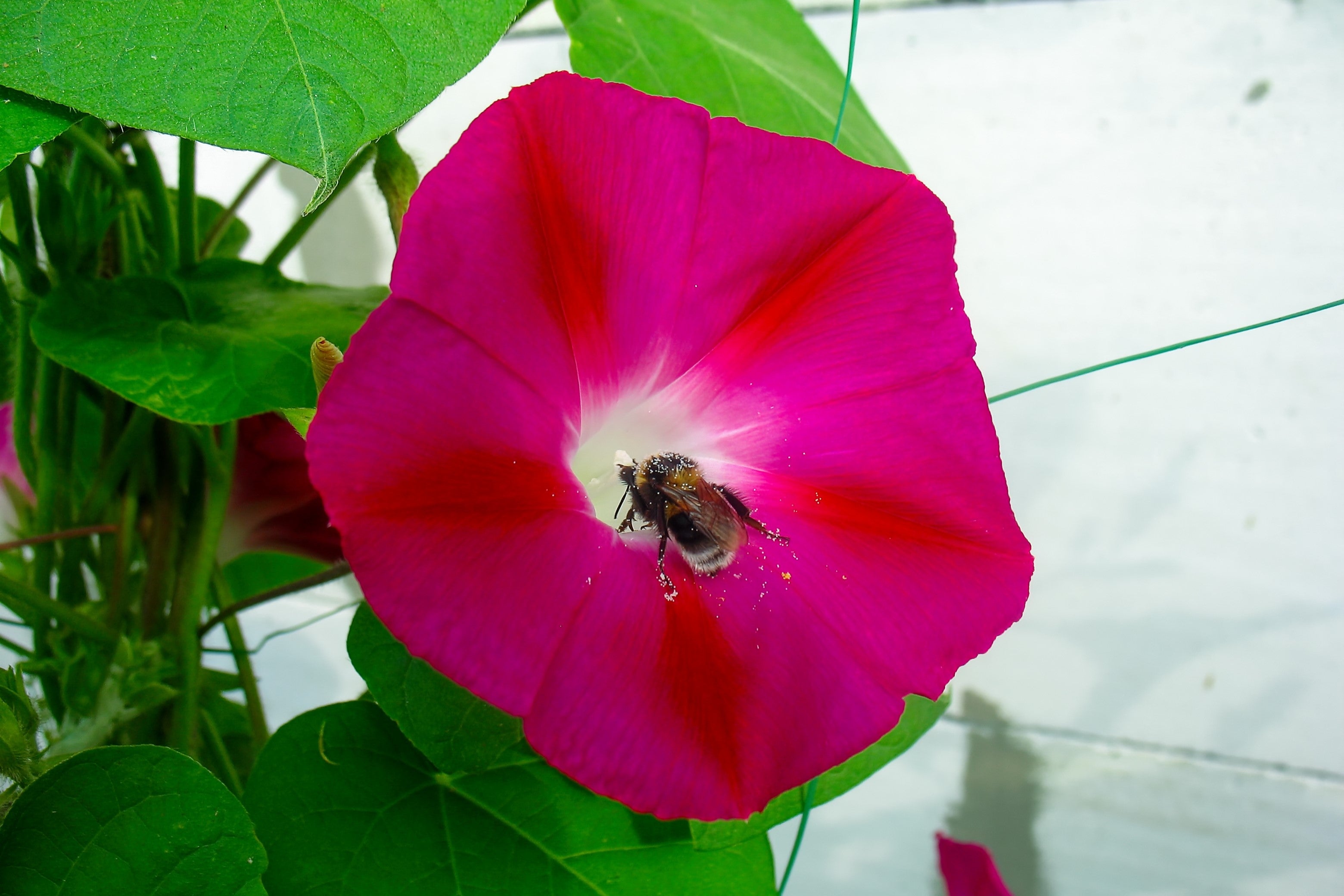 50 SCARLET O'Hara MORNING GLORY Red Ipomoea Nil Flower Vine Seeds