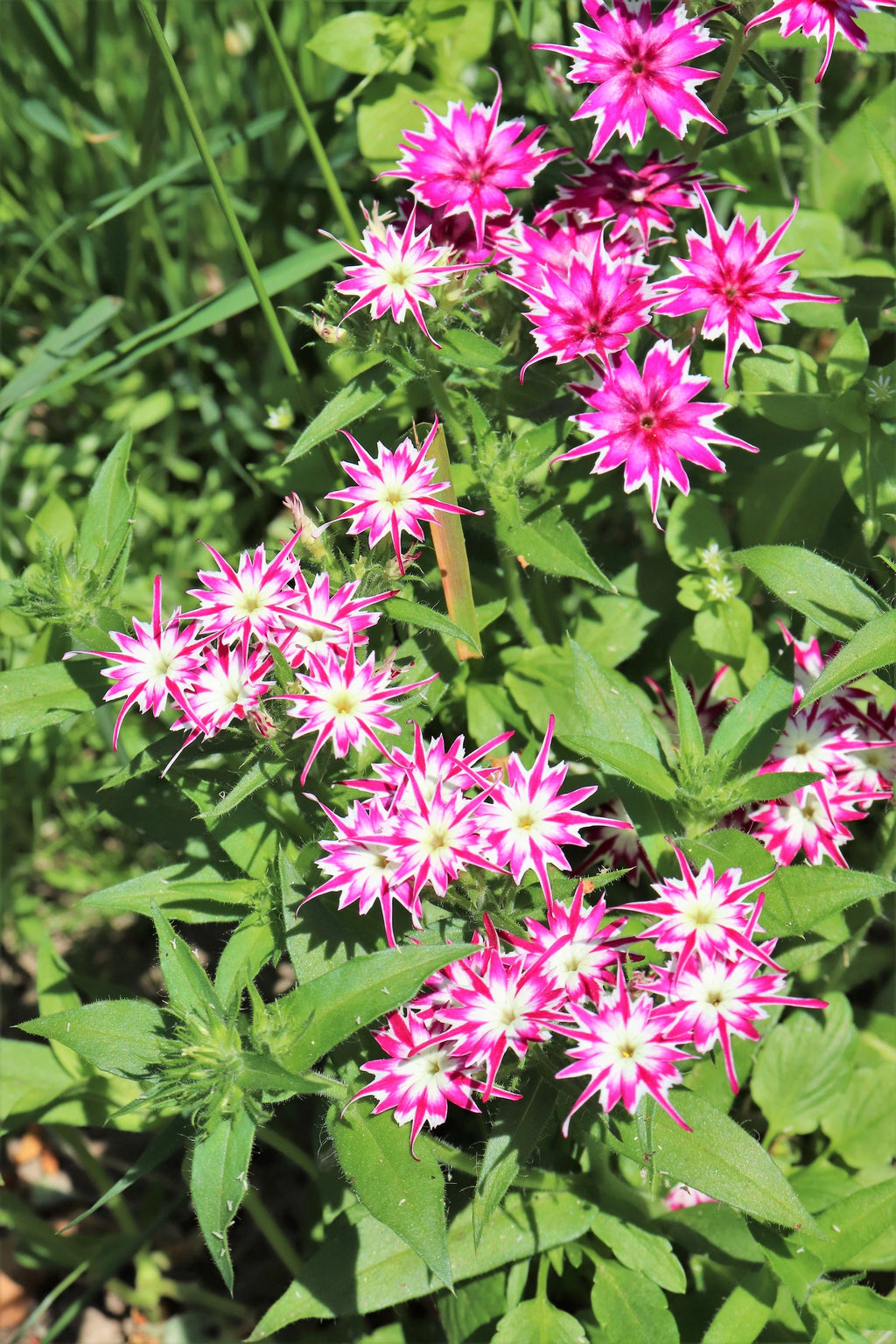 100 TWINKLE DWARF PHLOX Drummondii Cuspidata var. Stellaris Star Mix Two Tone Mixed Colors Pink Purple Red White Flower Seeds