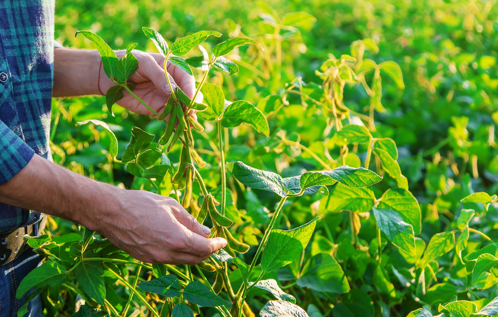 20 Buttery Edamame TOHYA SOYBEAN Pale Green Glycine Max Soy Bean Vegetable Seeds