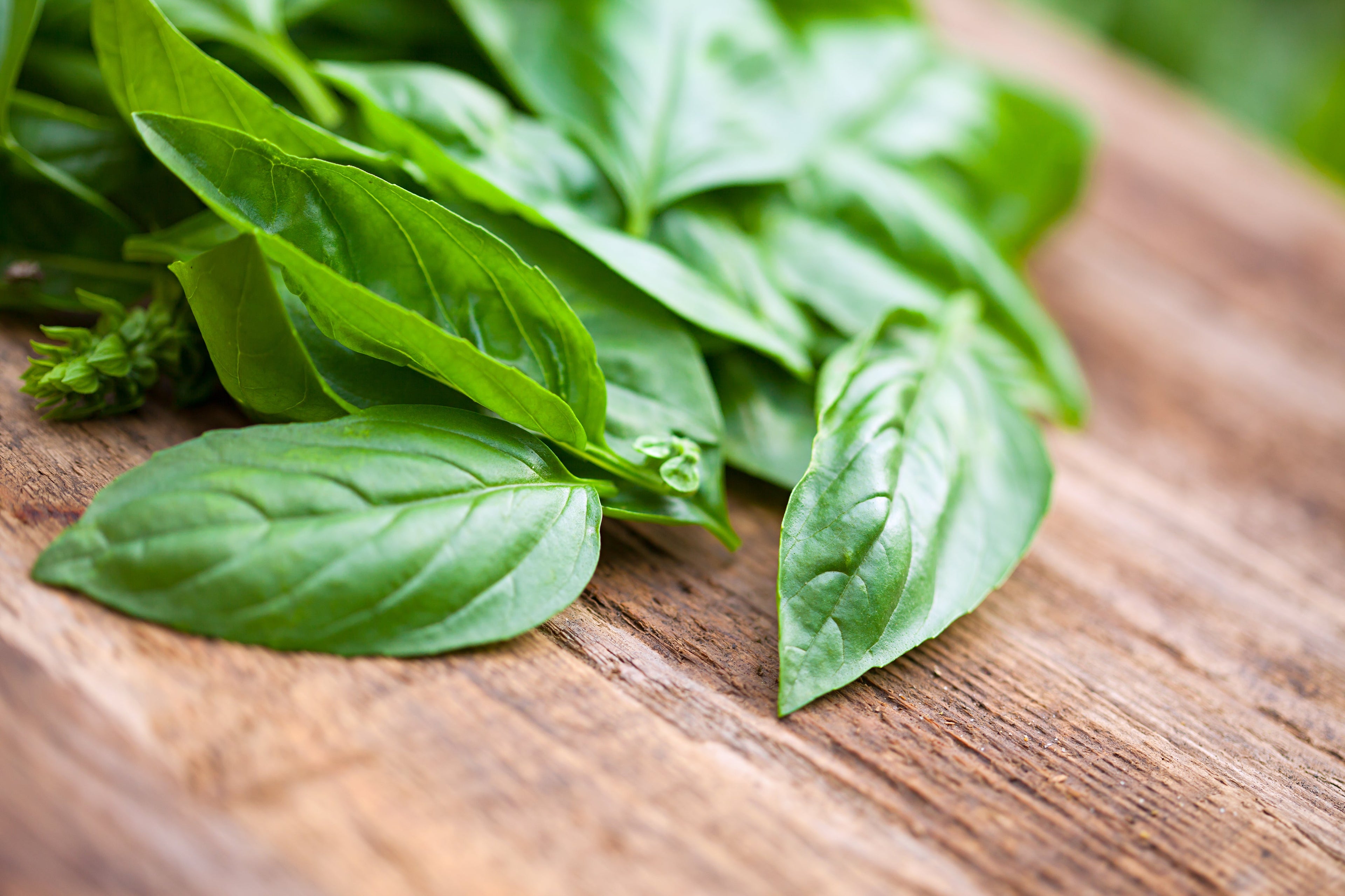 200 MOZZARELLA BASIL Sweet Italian Heirloom Ocimum Basilicum Herb Flower Seeds