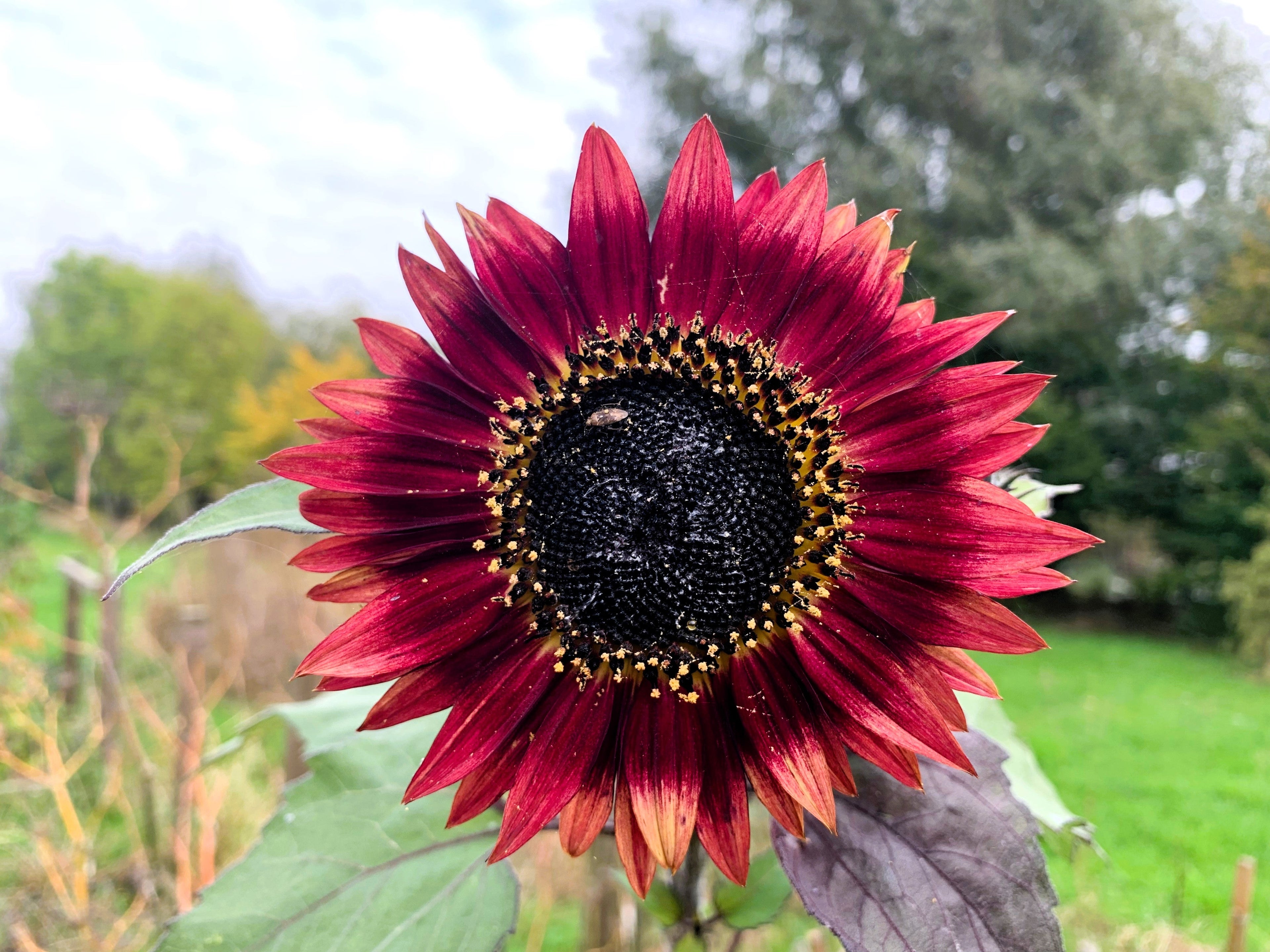 100 AUTUMN BEAUTY SUNFLOWER Helianthus Annuus Flower Seeds