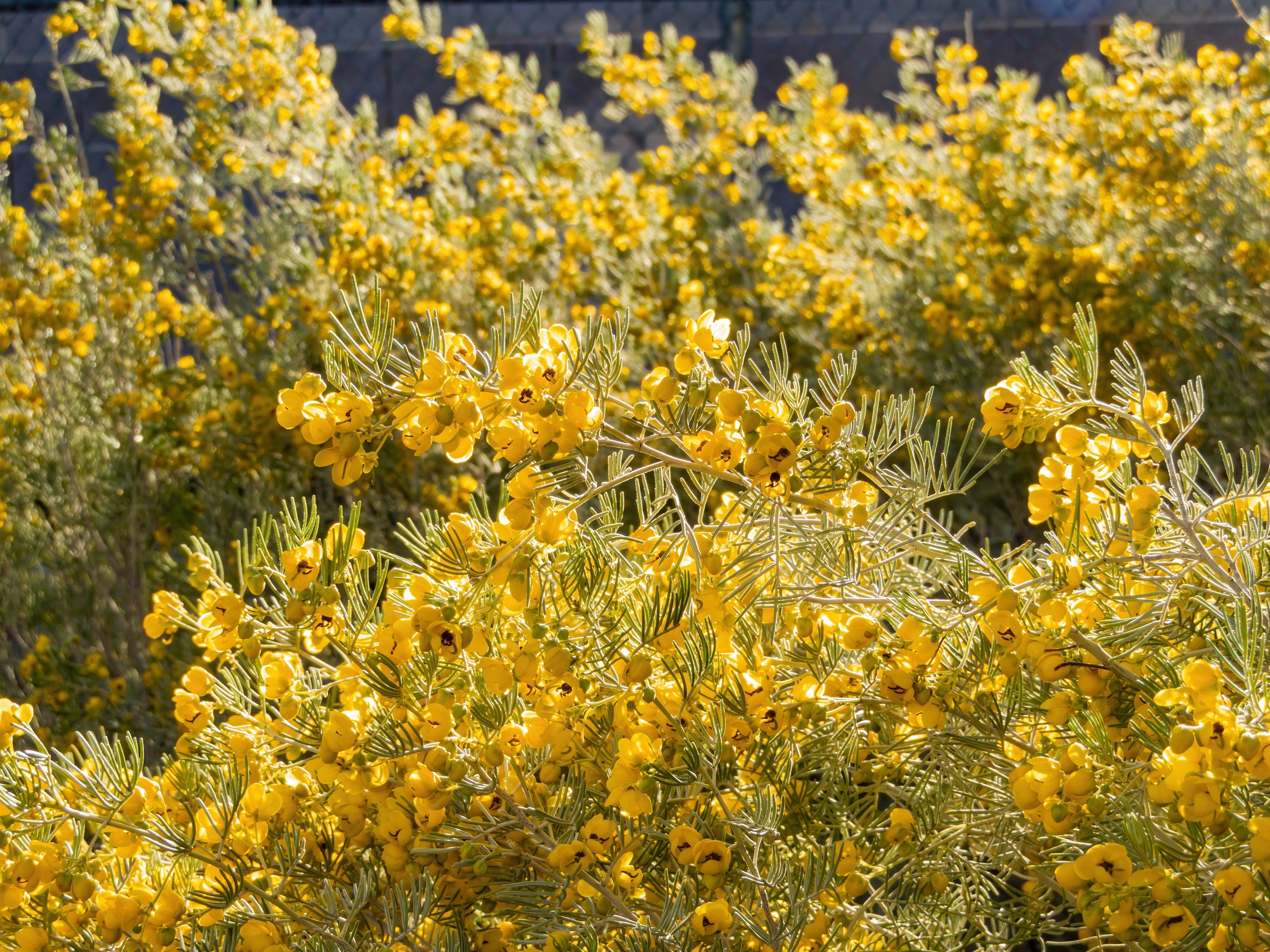 50 Yellow FEATHERY Silver CASSIA Green Senna Artemisioides Seeds