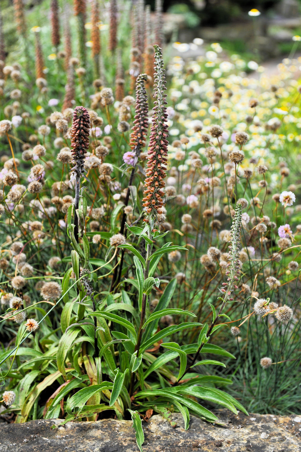 20 MILK CHOCOLATE FOXGLOVE Spanish Digitalis Parviflora Red Brown Flower Seeds
