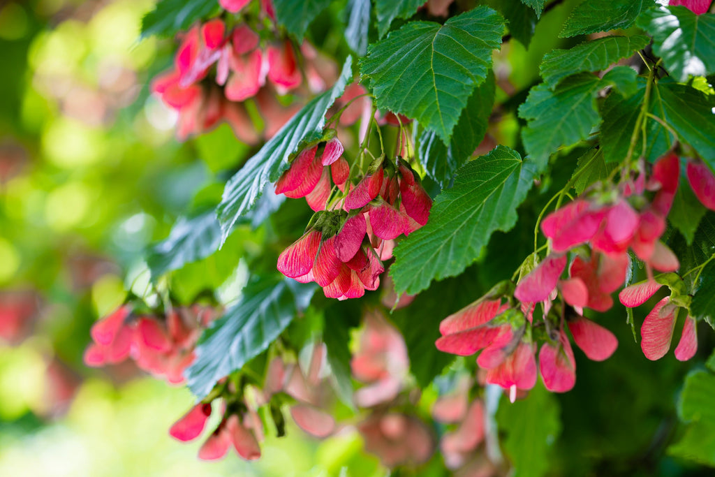 20 Tatarian FLAME MAPLE TREE Red Acer Tataricum Seeds