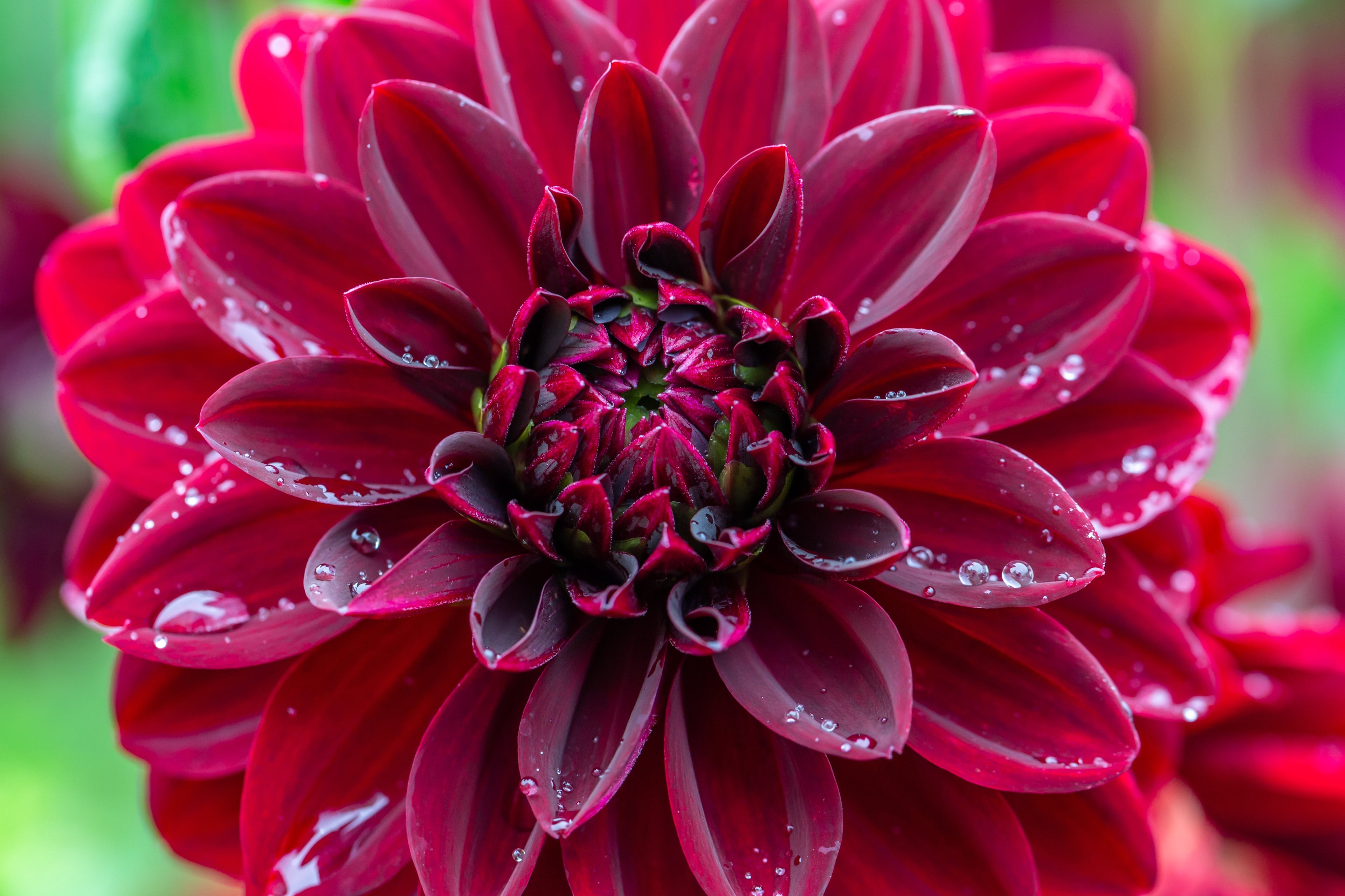 50 EARLY BIRD DAHLIA Mixed Colors Flower Seeds