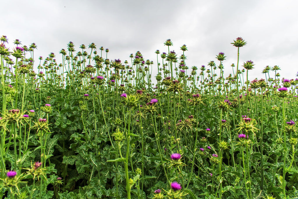 100 ORGANIC Blessed MILK THISTLE Silybum Marianum Hummingbird Purple Flower Seeds