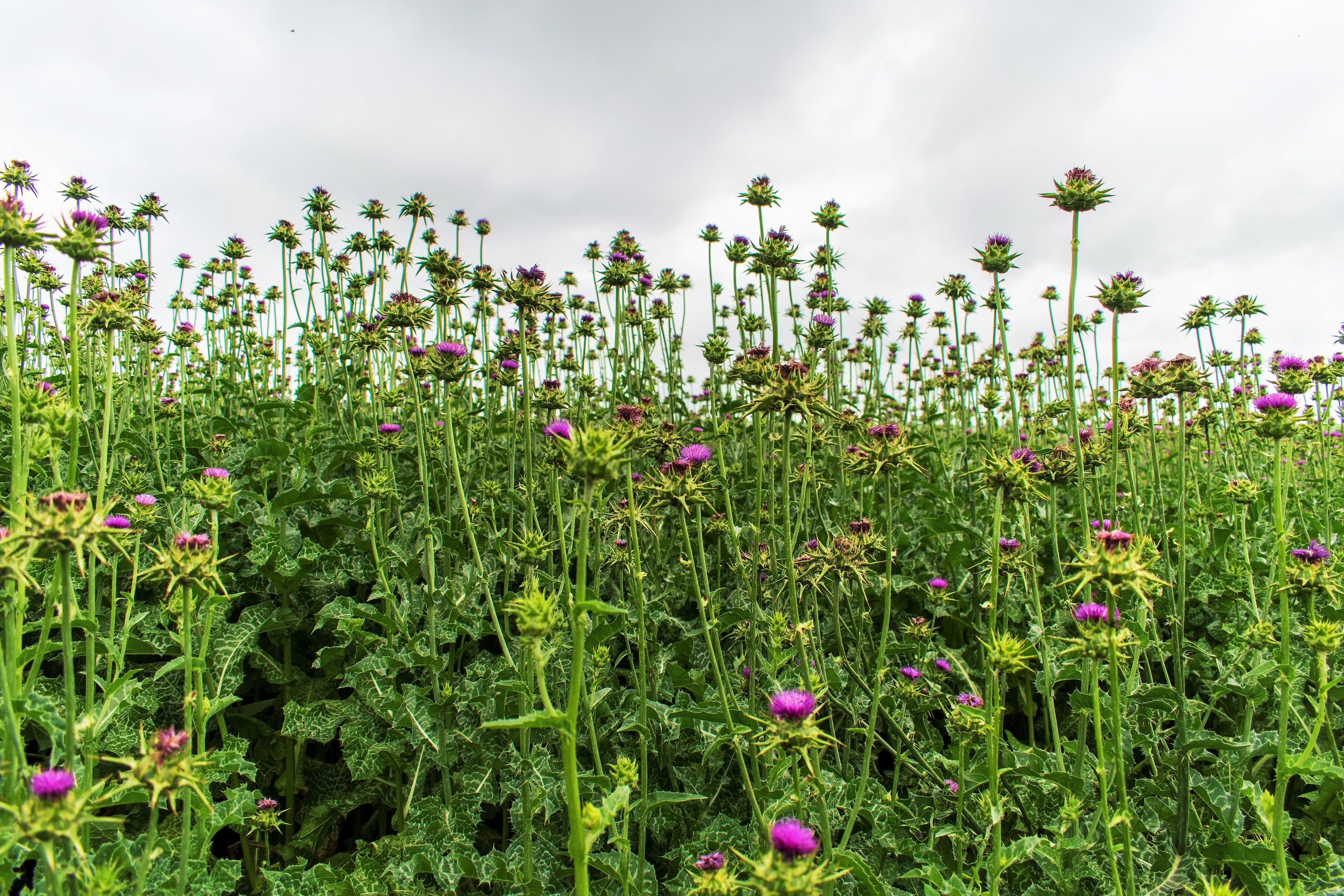 100 ORGANIC Blessed MILK THISTLE Silybum Marianum Hummingbird Purple Flower Seeds