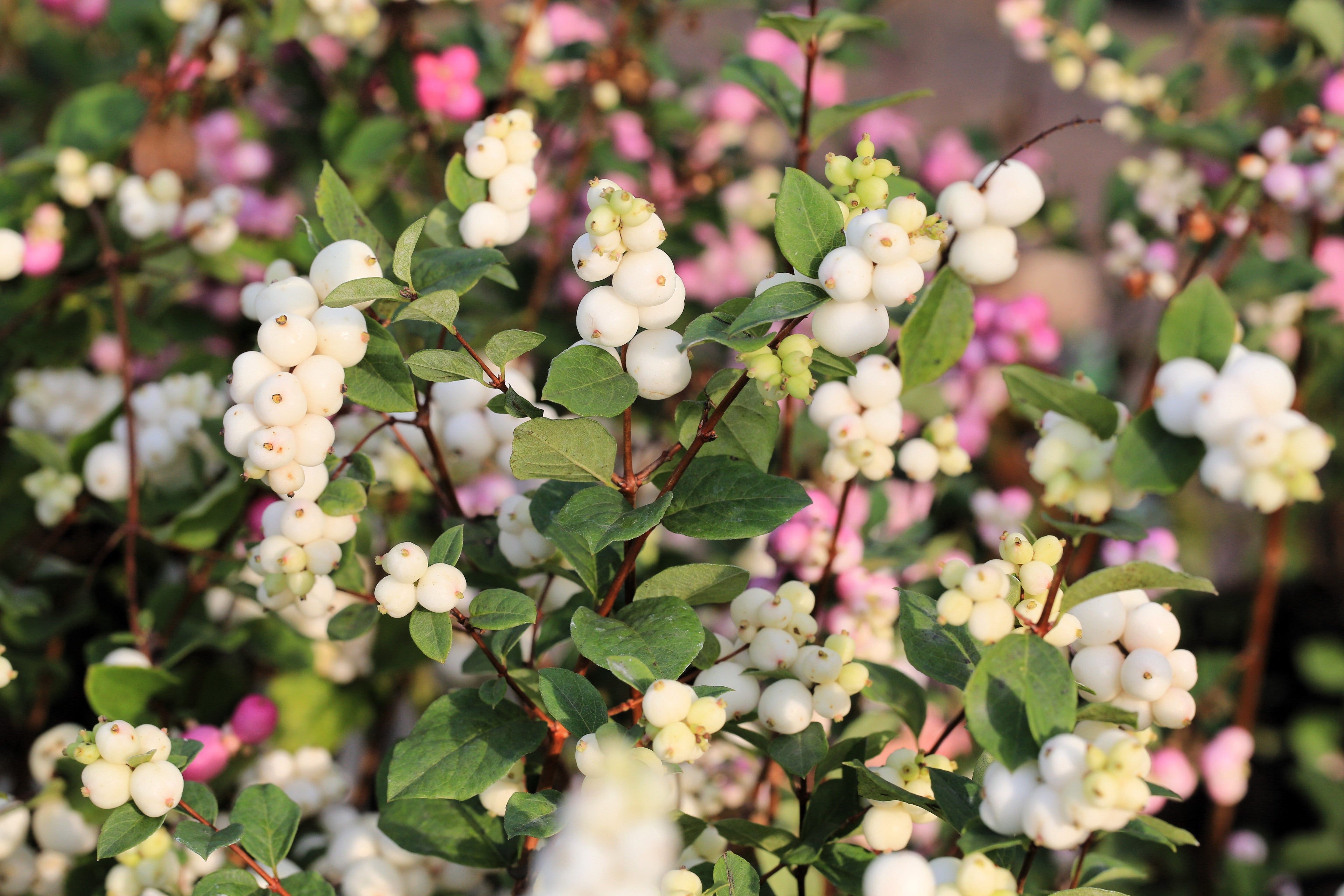 30 WESTERN SNOWBERRY Shrub White Pink Flower Symphoricarpos Occidentalis Seeds