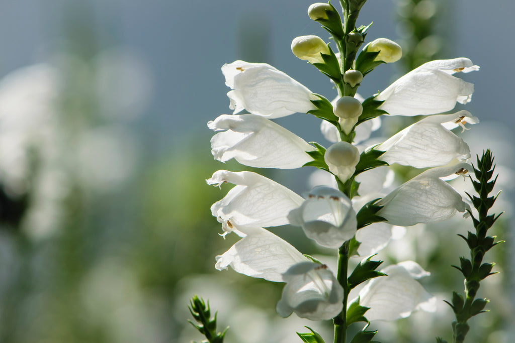 50 WHITE Showy OBEDIENT PLANT False Dragon Head Physostegia Virginiana Flower Seeds
