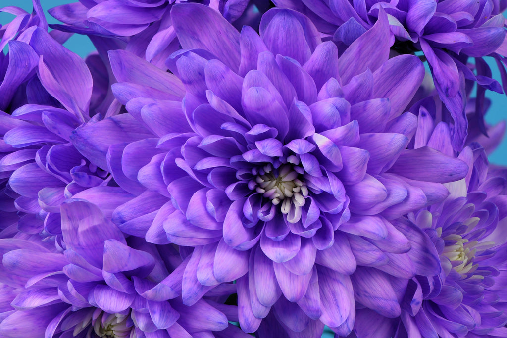 50 Mixed Colors INDIAN CHRYSANTHEMUM Indicum Hardy Mum Double Red Yellow Pink Orange Purple Bicolor Flower Seeds