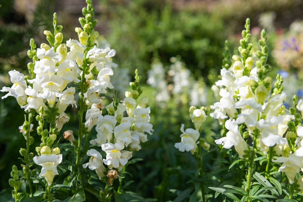 250 WHITE SNOWFLAKE SNAPDRAGON Antirrhinum Majus Flower Seeds