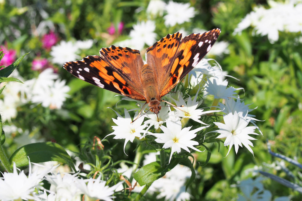 100 TWINKLE DWARF PHLOX Drummondii Cuspidata var. Stellaris Star Mix Two Tone Mixed Colors Pink Purple Red White Flower Seeds