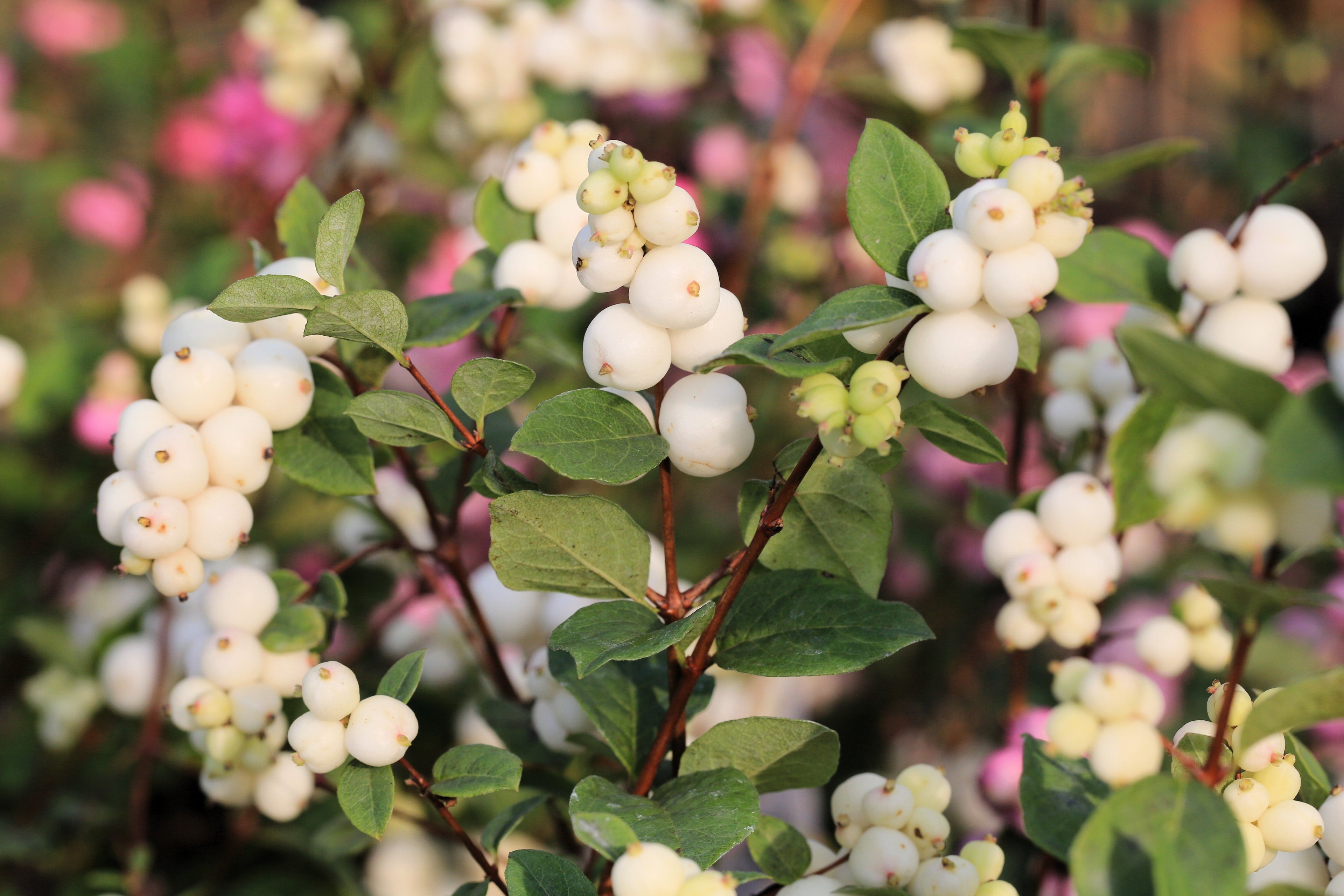 25 COMMON SNOWBERRY - WHITE Berries Pink Flowers Symphoricarpos Alba Shrub Seeds