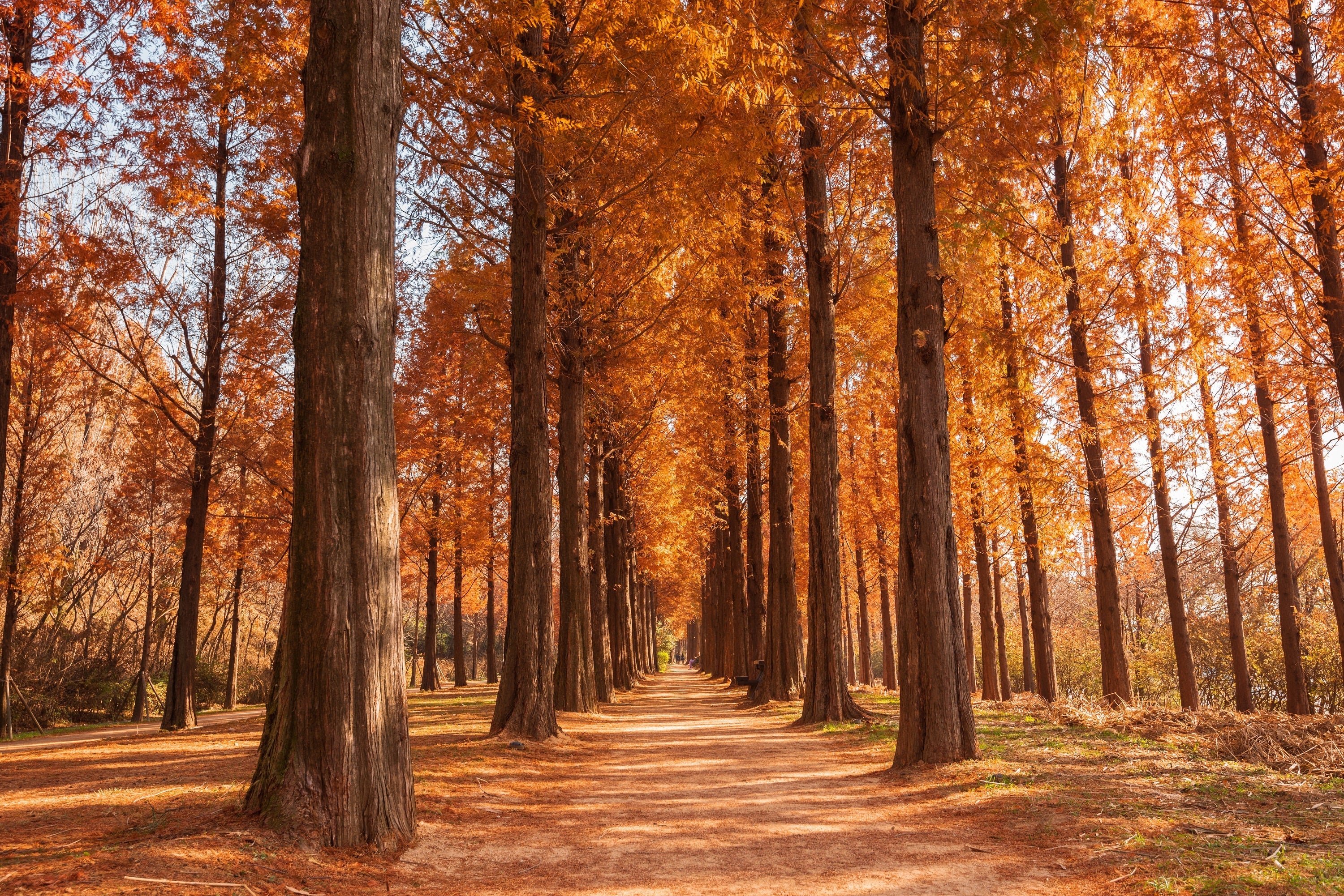 20 DAWN REDWOOD Tree Metasequoia Glyptostroboides Conifer Seeds