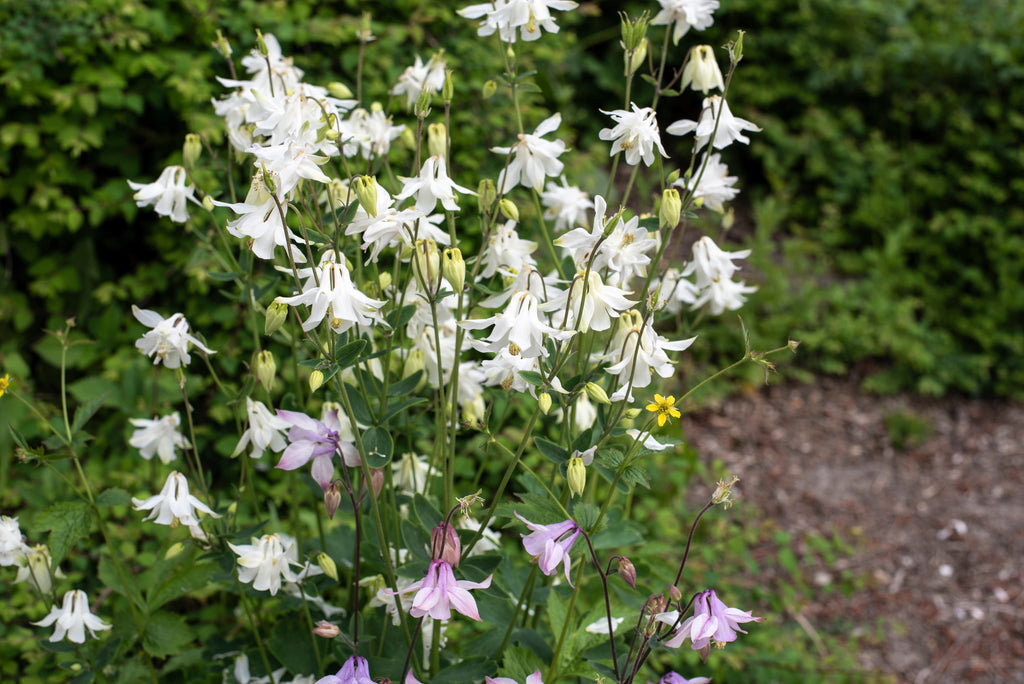 50 MCKANAS GIANT COLUMBINE Mixed Colors Aquilegia Hybrida Flower Seeds