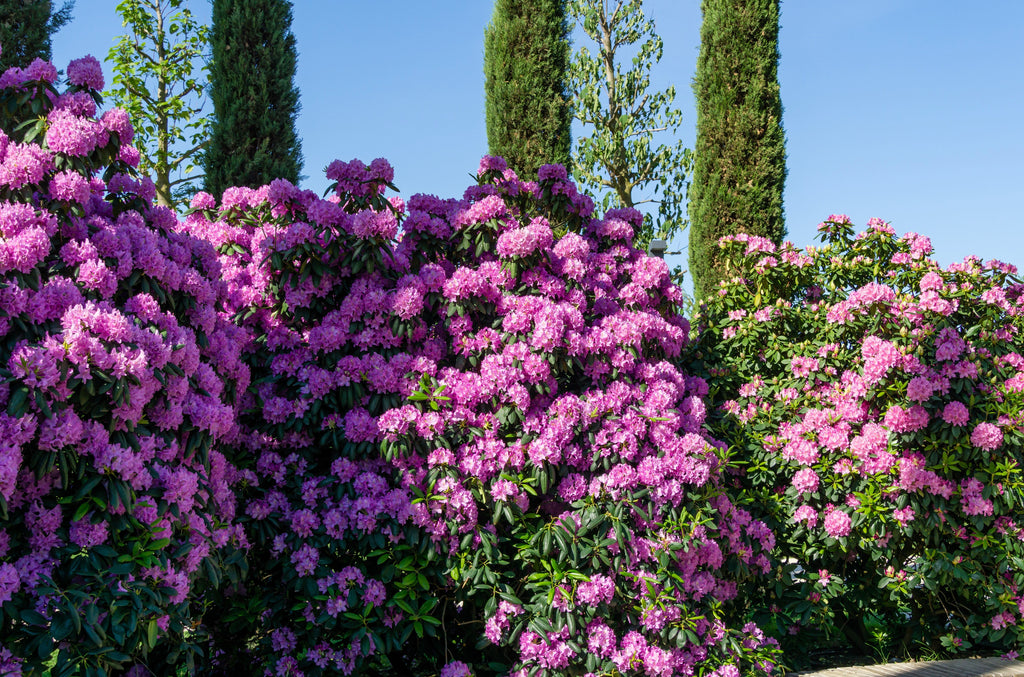 50 Rosebay RHODODENDRON Maximum White Pink Laurel Bush Shrub Flower Seeds