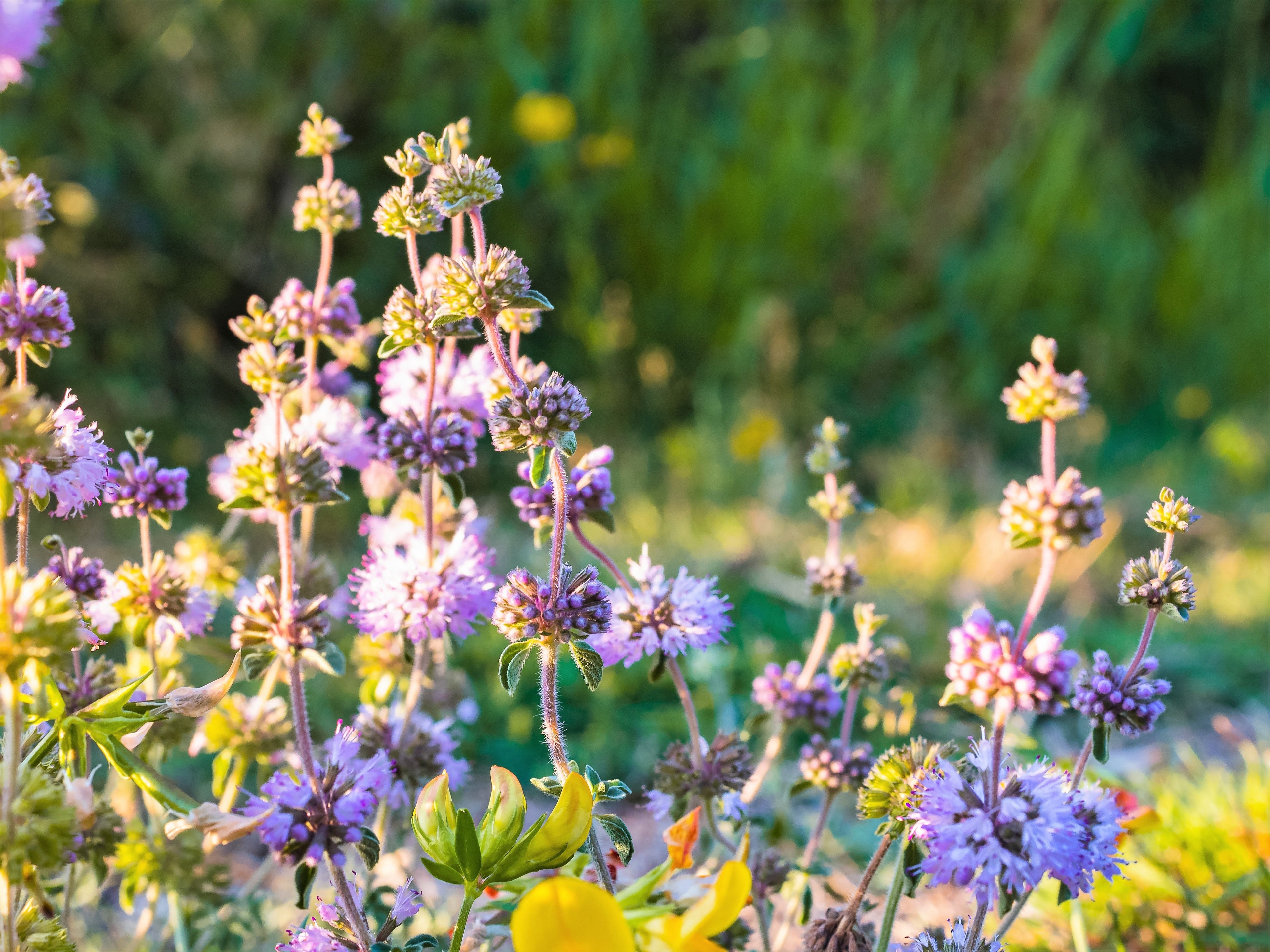 200 PENNYROYAL Mint Mentha Pulegium Herb Purple Flower Seeds