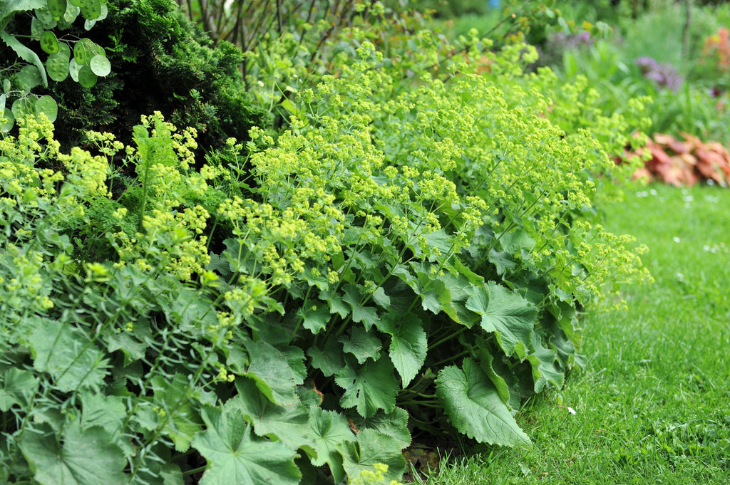 100 LADYS MANTLE Alchemilla Mollis Flower Seeds