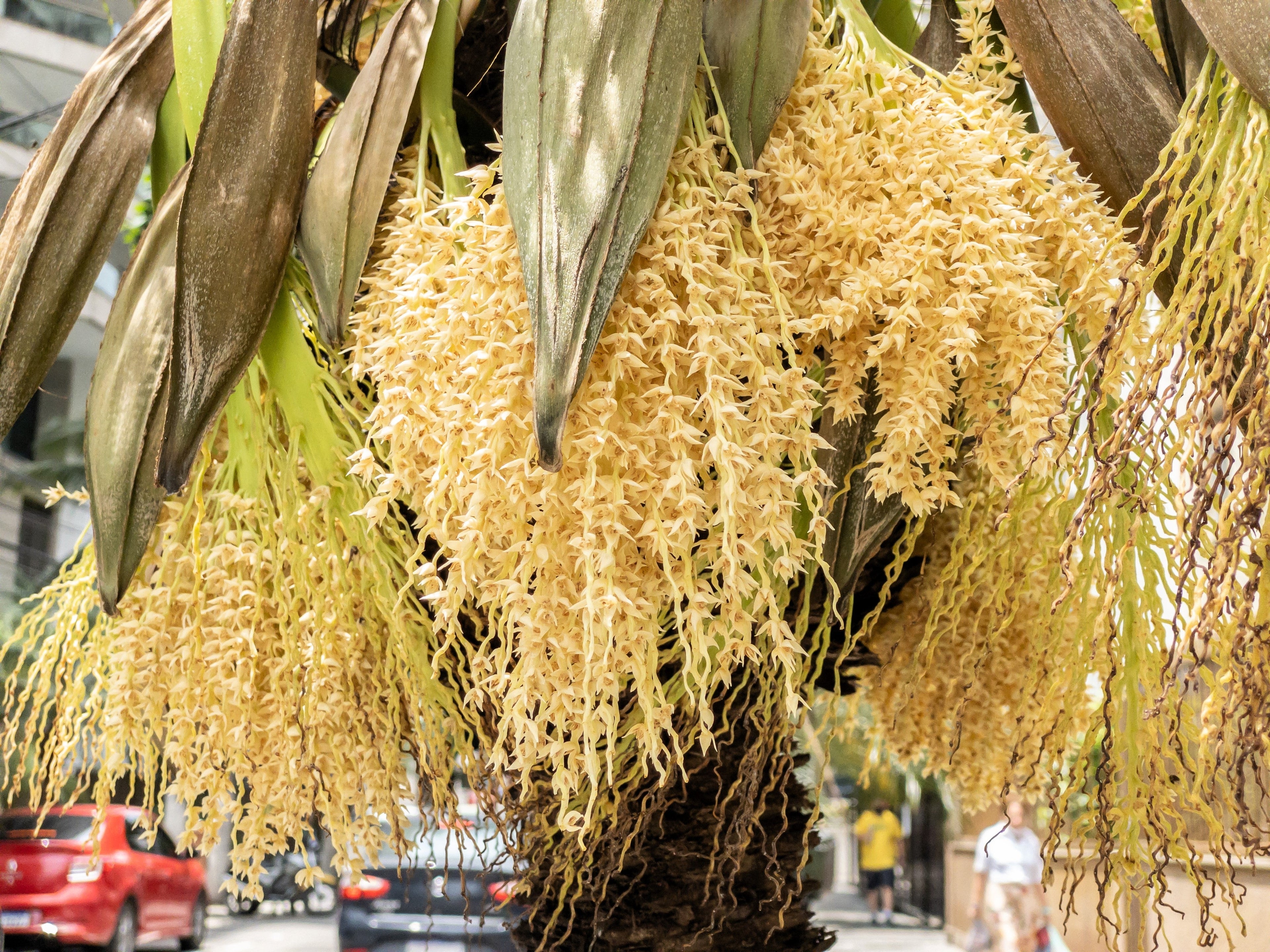 10 PYGMY DATE PALM Phoenix Roebelenii Dwarf Miniature Ornamental Fruit Tree Houseplant Seeds