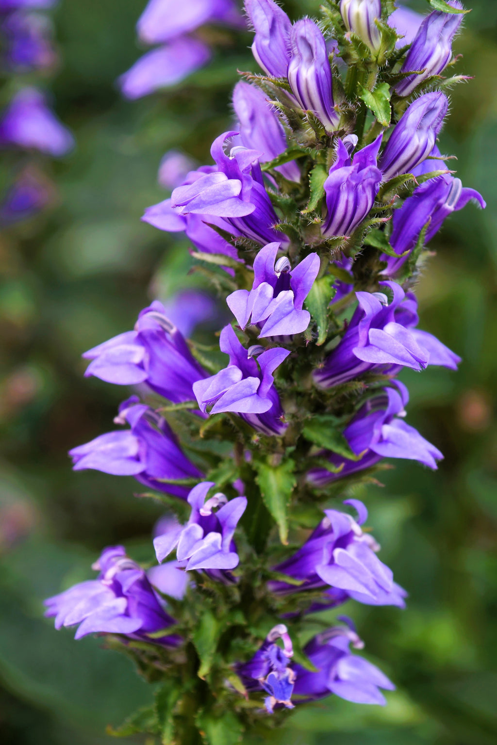 500 GREAT BLUE LOBELIA Lobelia Siphilitica Flower Seeds