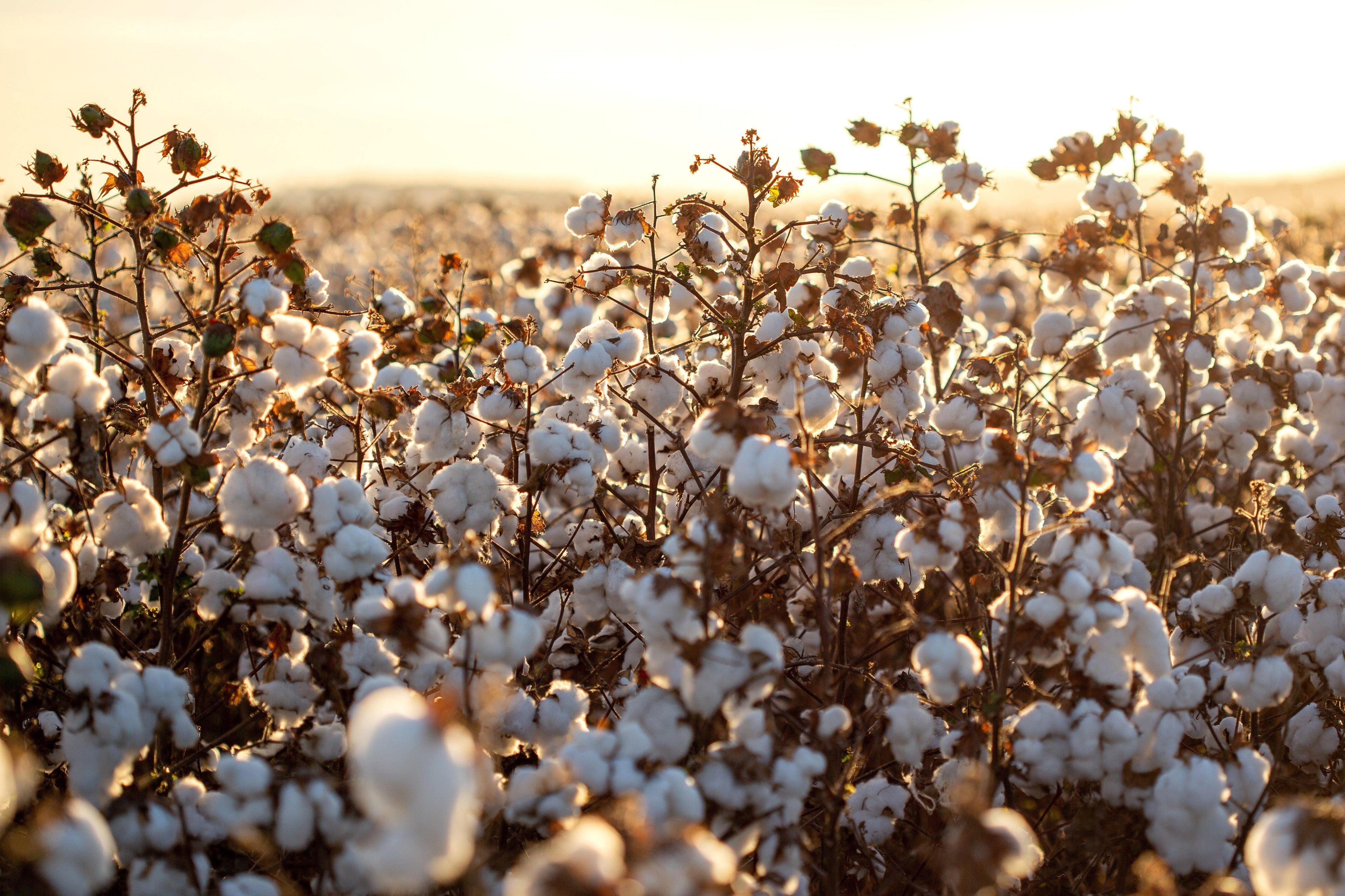 25 WHITE COTTON Gossypium Hirsutum Plant Seeds