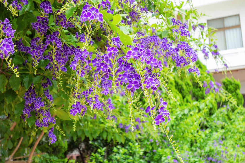 10 GOLDEN DEWDROP Duranta Erecta Repens Golden Foliage Blue Violet Purple White Flower Orange Ornamental Berry Shrub Seeds
