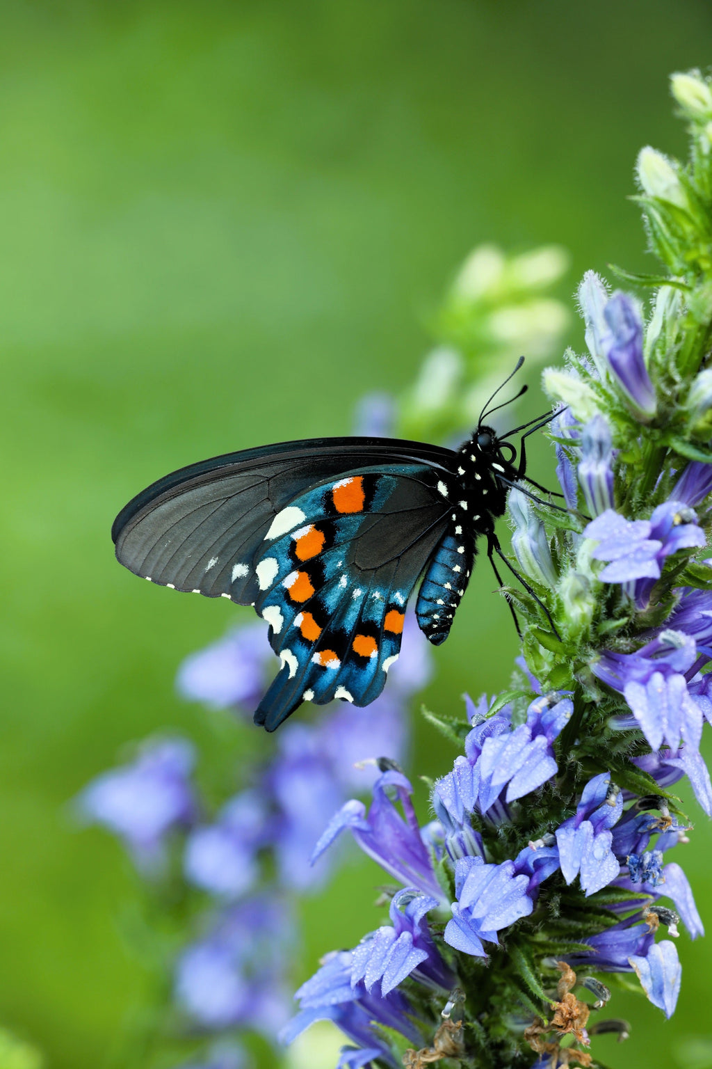 500 GREAT BLUE LOBELIA Lobelia Siphilitica Flower Seeds