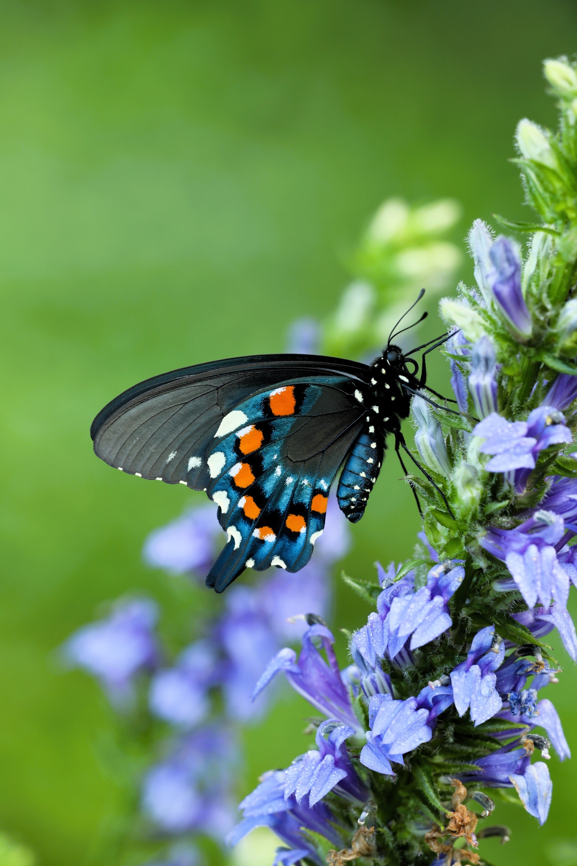 500 GREAT BLUE LOBELIA Lobelia Siphilitica Flower Seeds