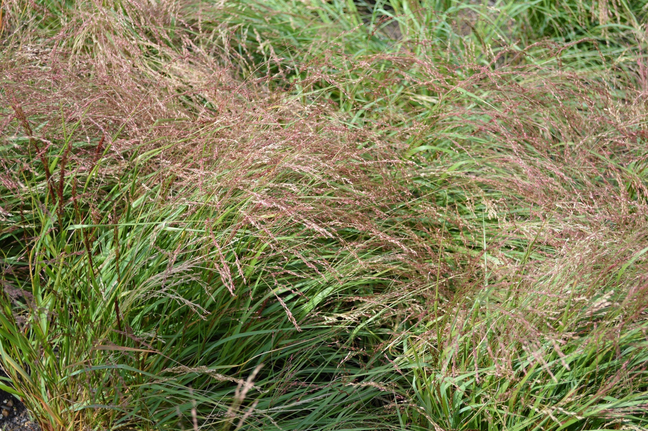 100 RUBY SILK LOVEGRASS Ornamental Love Grass Eragrostis Tef Seeds