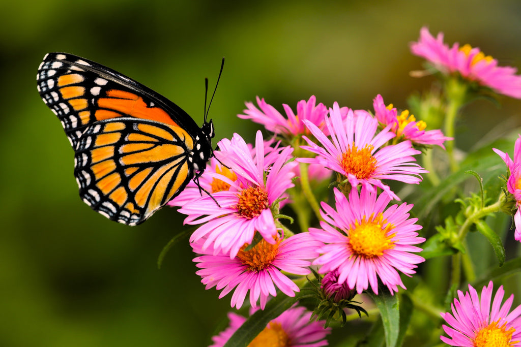 100 Pink NEW ENGLAND ASTER Aster Novae var Angliae Flower Seeds