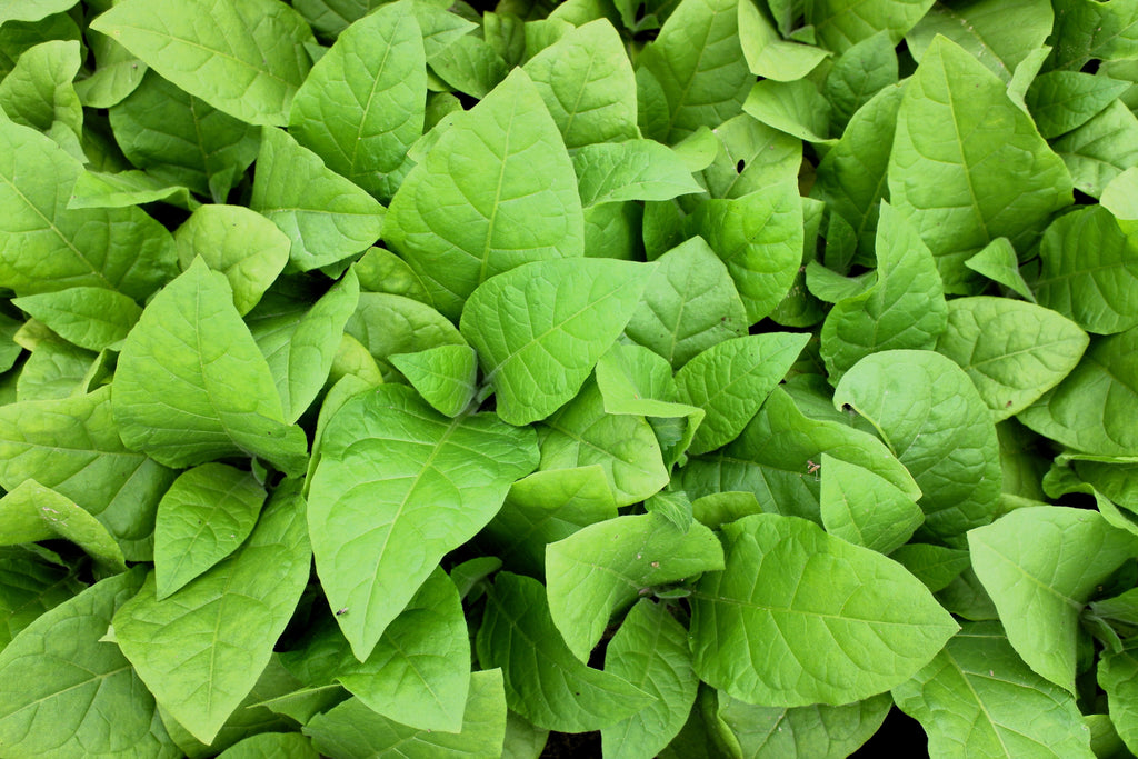 250 AZTEC TOBACCO Midewiwan Sacred Nicotiana Rustica Yellow Flower Herb Seeds